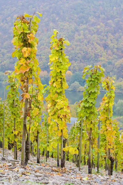 Vineyard in Germany — Stock Photo, Image