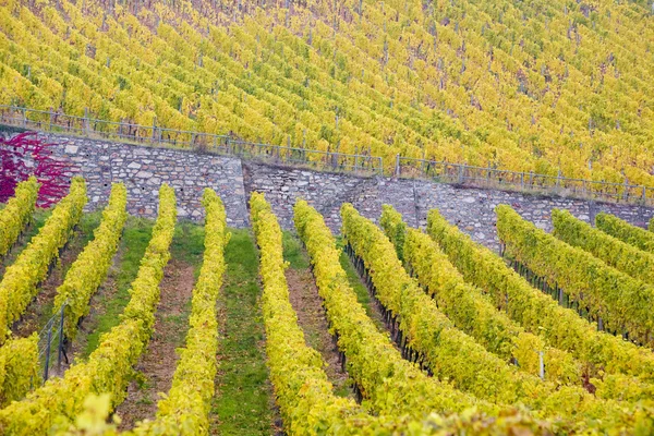 Vineyards in Germany — Stock Photo, Image