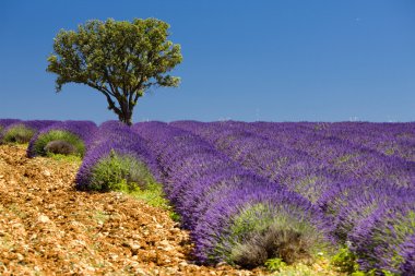 Provence clipart