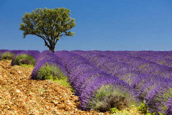 Provence — Stockfoto