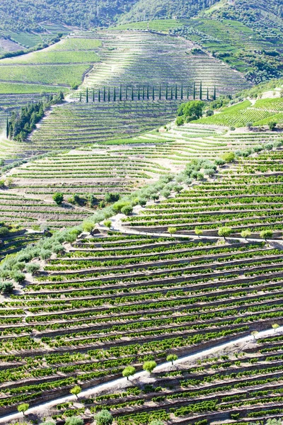 Douro Valley — Stock fotografie