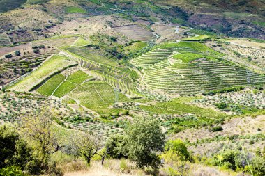 Douro Vadisi