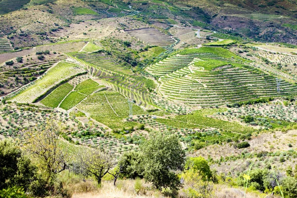 Douro Valley — Stockfoto