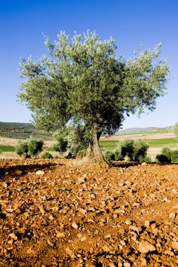 Olive trees clipart