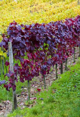 Vineyards in Germany clipart