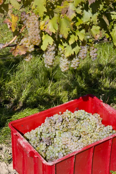 Урожай вина — стоковое фото