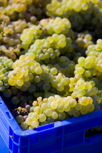 ワインの収穫 — ストック写真