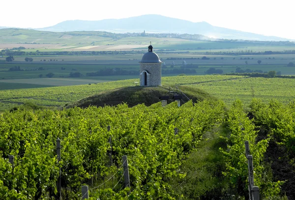 Виноградники в Чехії — стокове фото