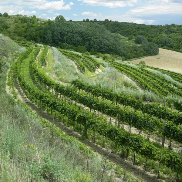 stock image Vineyards in Czech Republic