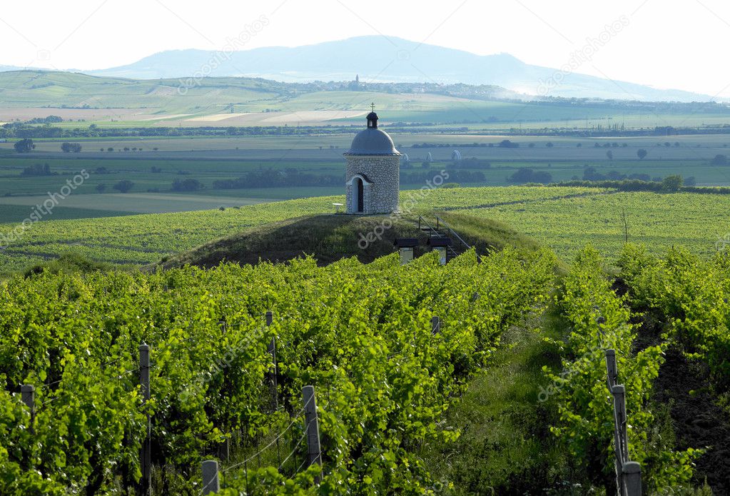 Vineyards in Czech Republic