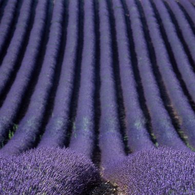 Lavender field clipart