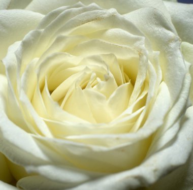 White rose clipart