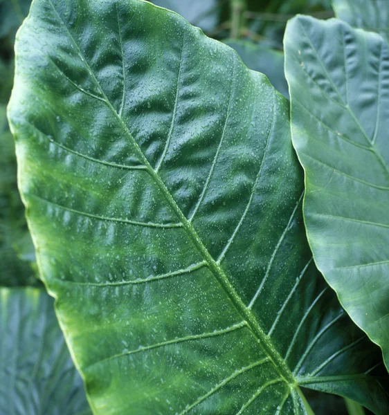 stock image Leaves