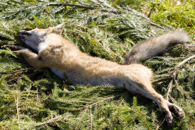 Dead fox clipart