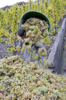 Wine harvest clipart