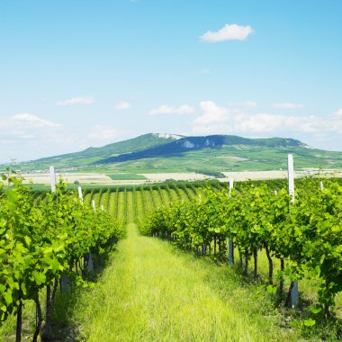 Vineyards in Czech Republic clipart