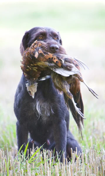 Cane da caccia — Foto Stock
