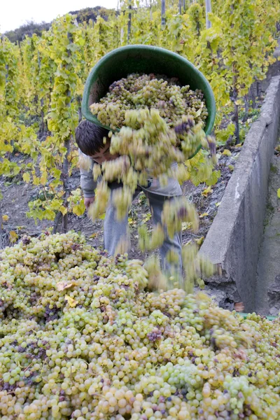 葡萄酒产量 — 图库照片