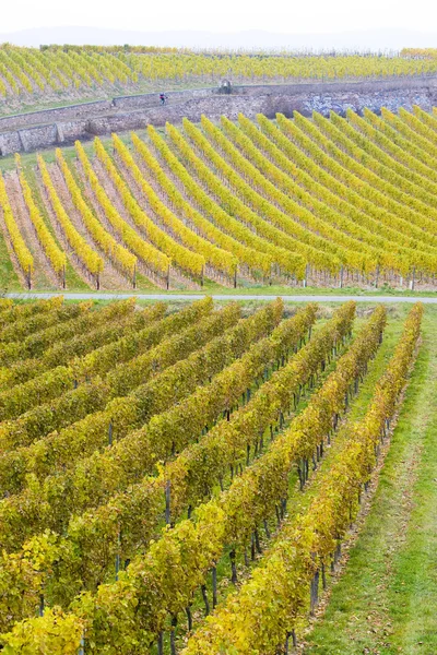 德国的葡萄园 — 图库照片