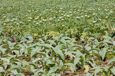 Field of artichokes clipart