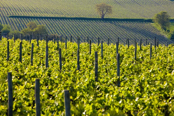 Wijngaarden in Frankrijk — Stockfoto