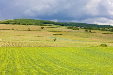Burgundy üzüm bağları