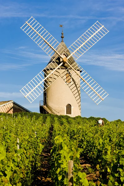 Vineyards with windmill near Chenas — Stock Photo, Image