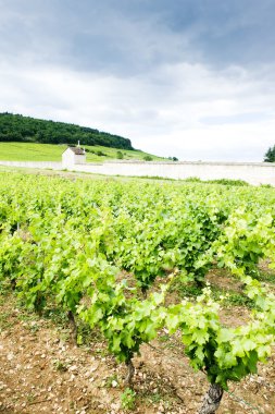 gevrey-chambertin yakınındaki üzüm bağları