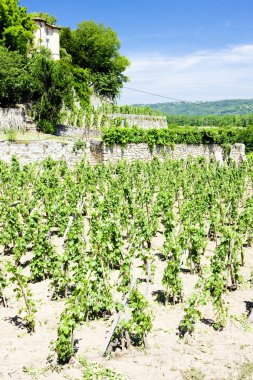 Vineyard of Chateau Grillet, Rhone-Alpes, France clipart