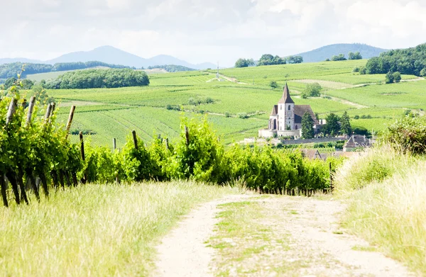 Hunawihr con viñedos, Alsacia, Francia — Foto de Stock
