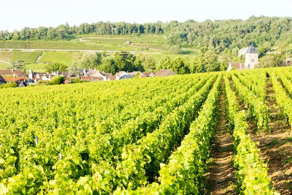 Vineyards near Gevrey-Chambertin — Stock Photo, Image