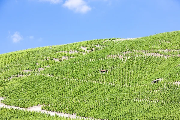 Grand cru vineyards — Stock Photo, Image