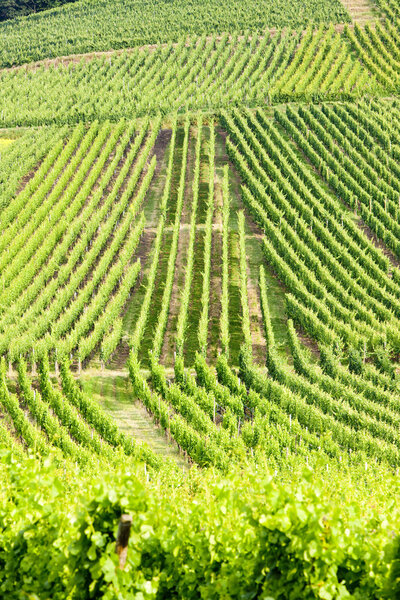 Vineyards near Orschwiller, Alsace, France