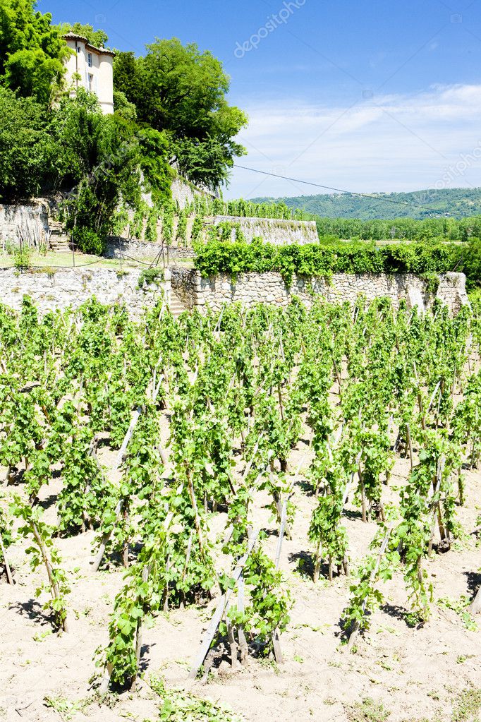 Vineyard of Chateau Grillet, Rhone-Alpes, France