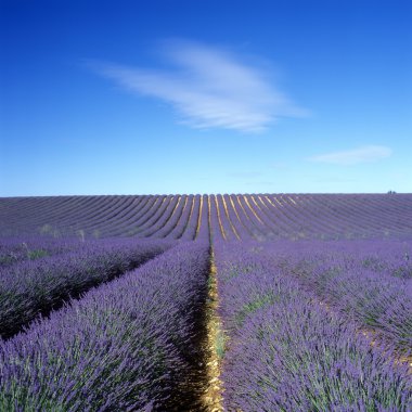 Lavender field clipart