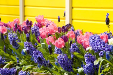 Keukenhof Bahçeleri, Lisse, Hollanda