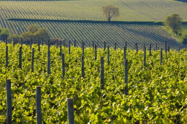 Vineyards near Montsoreau clipart