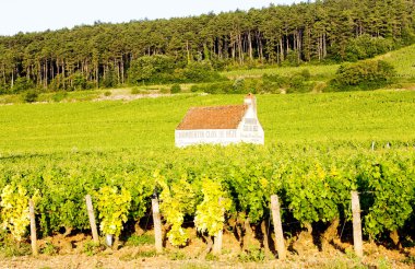 Vineyards in Burgundy, France clipart