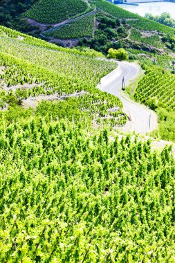 Grand cru bağlar, cote rotie, Rhône-alpes, Fransa