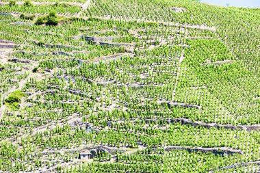 Grand cru vineyards, Cote Rotie, Rhone-Alpes, France clipart