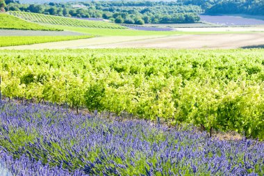 Lavender field clipart