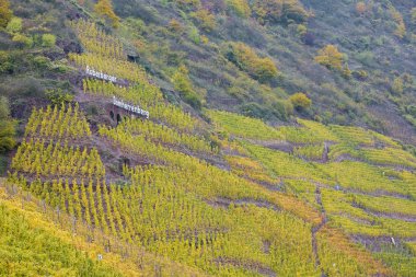 Vineyards in Moselle River Valley clipart