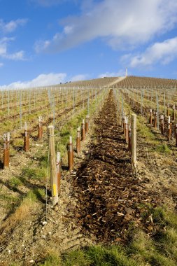 Vineyard in Champagne clipart