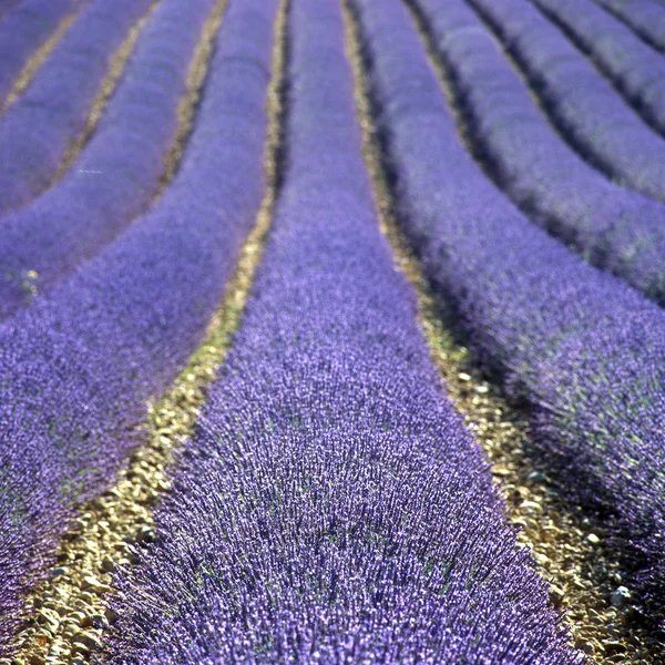 Lavender сфері — стокове фото