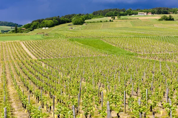 Vineyards in Burgundy — Stock Photo, Image