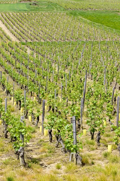 Wijngaarden in Bourgondië — Stockfoto