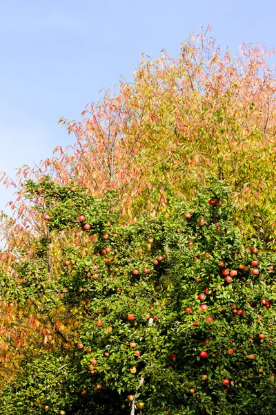 リンゴの木 — ストック写真