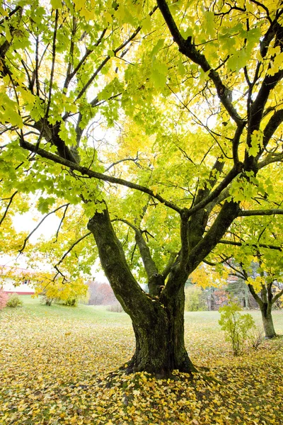 Осеннее дерево — стоковое фото