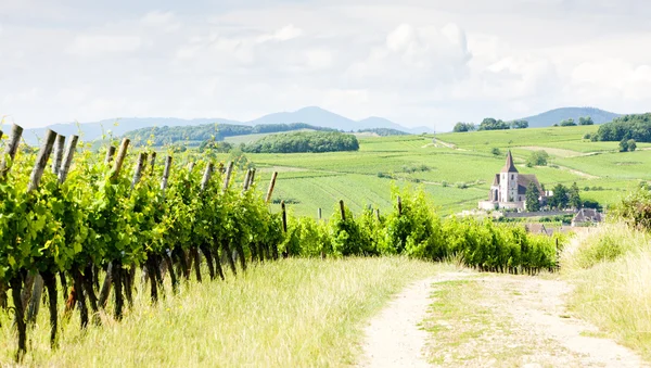 stock image Hunawihr with vineyards, Alsace, France