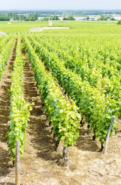 Виноградник Grand Cru рядом с Fixin — стоковое фото